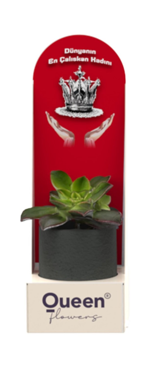 QUEEN CREATIONS - 1 PACK BETON SAKSILI SUCCULENT